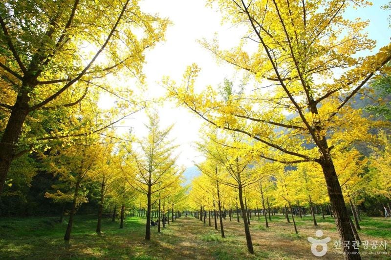 홍천은행나무숲 출처 : 한국관광공사 포토코리아