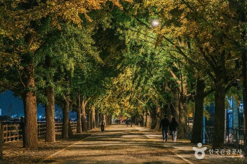 곡교천은행나무길 출처 : 한국관광공사 포토코리아