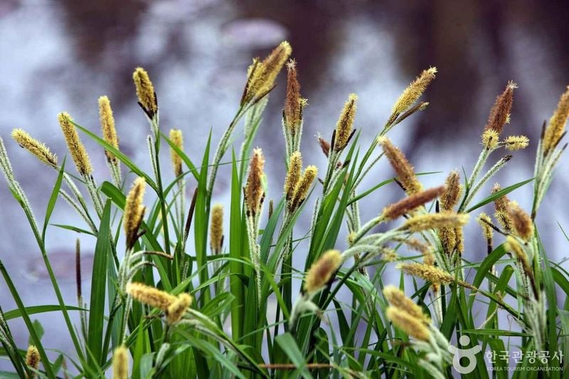 칠갑산 출처 : 한국관광공사 포토코리아