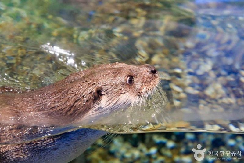 수달 출처 : 한국관광공사 포토코리아