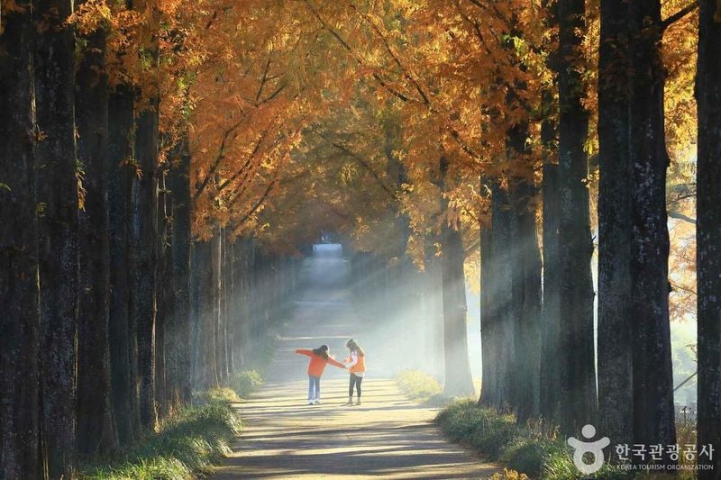 나주 가로수길 출처 : 한국관광공사 포토코리아