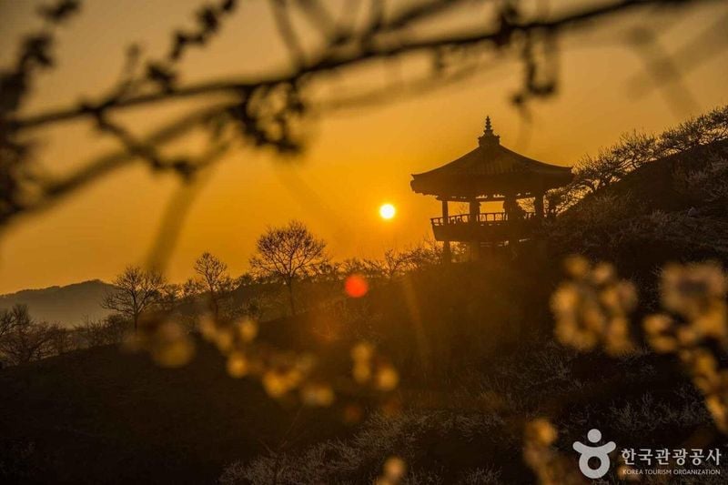 매화마을 출처 : 한국관광공사 포토코리아