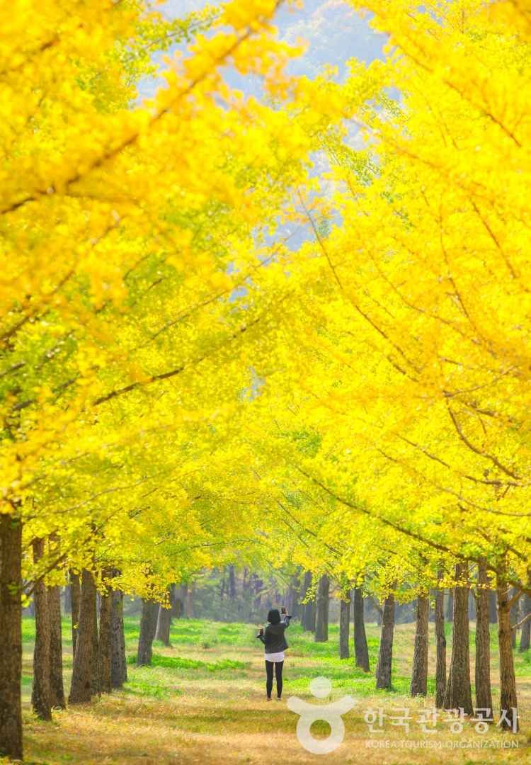 홍천은행나무숲 출처 : 한국관광공사 포토코리아