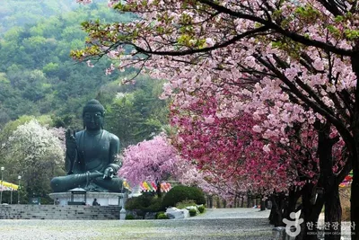 “흐린 하루, 천안의 고요함을 걷다”…자연과 역사가 스며든 일상