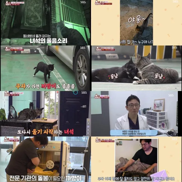 “울음 너머 있던 우정”…‘TV동물농장’ 고양이 쿠자, 까망이와의 사연→시청률 1위 뭉클한 감동