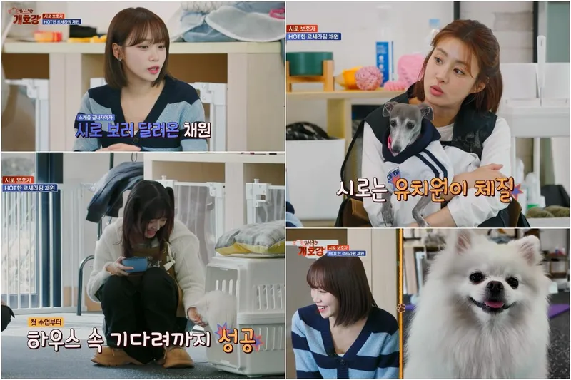 “항상 거절당하는 적극견”…르세라핌 김채원·시로, ‘집나가면개호강’ 유쾌X뭉클 성장→특훈 예고 / JTBC